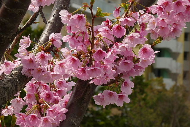 食品スーパー開店、陽光桜・満開、紫花菜、紅要糯_c0051143_23351040.jpg