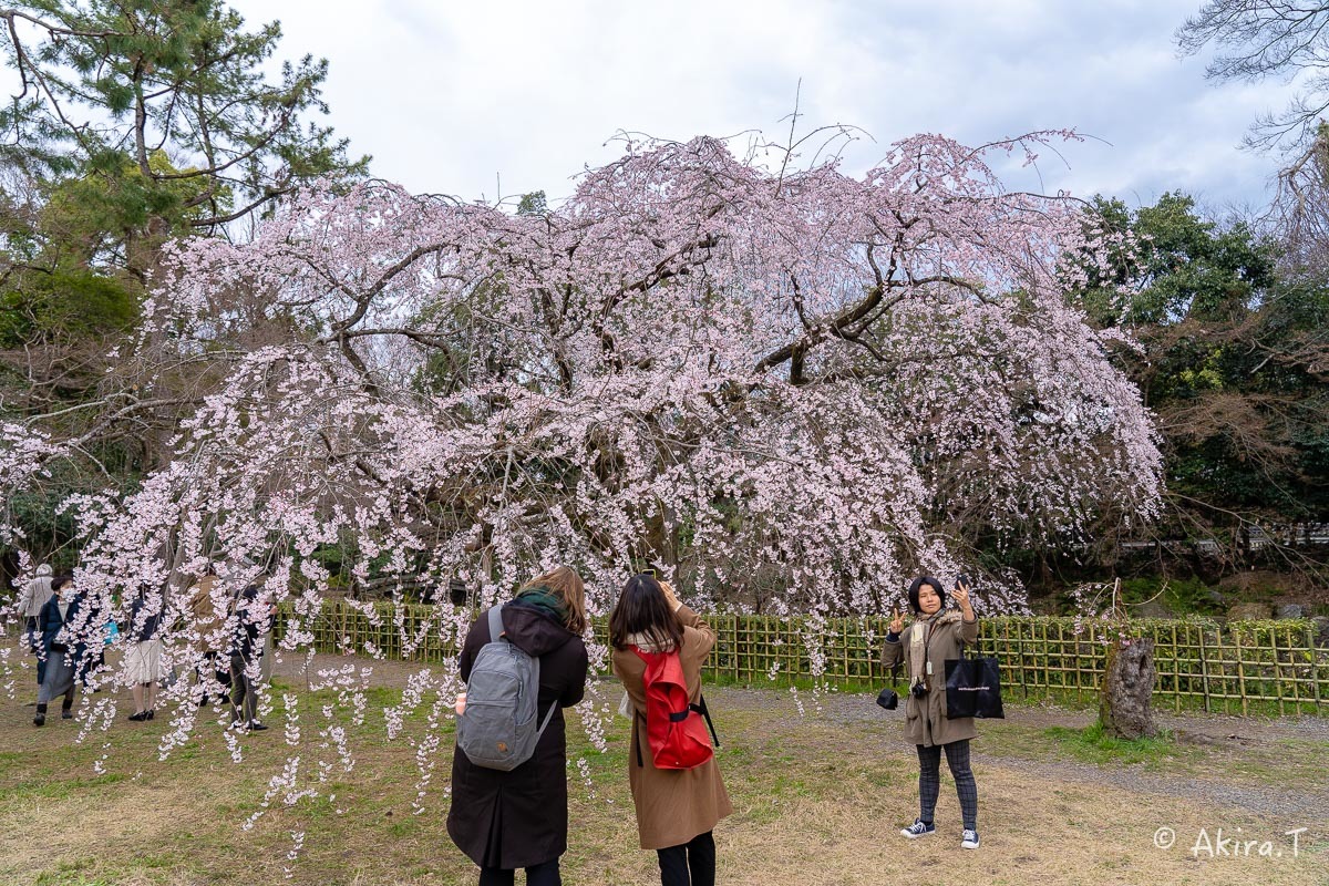 京都の桜 2019 〜3〜_f0152550_21581849.jpg