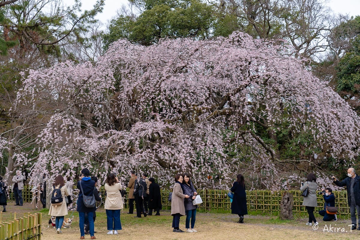 京都の桜 2019 〜3〜_f0152550_21582556.jpg