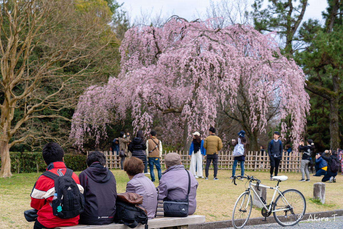 京都の桜 2019 〜3〜_f0152550_21583218.jpg