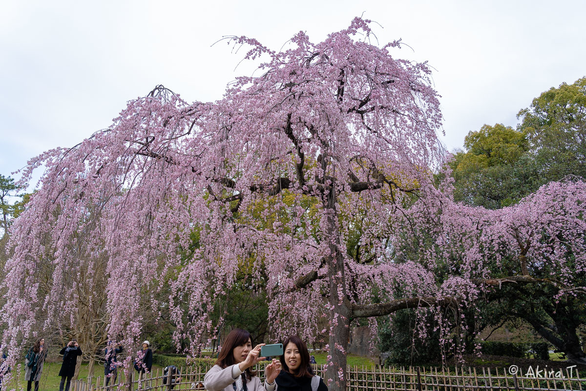 京都の桜 2019 〜3〜_f0152550_21584163.jpg