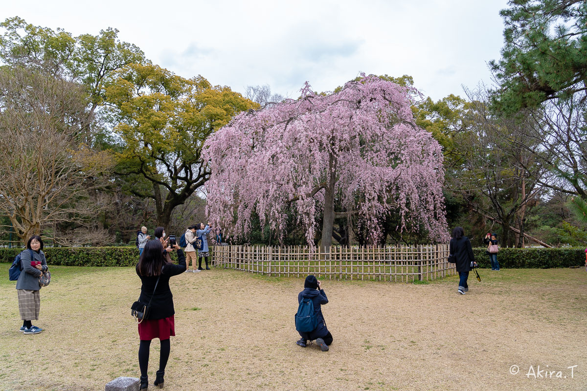 京都の桜 2019 〜3〜_f0152550_21584898.jpg