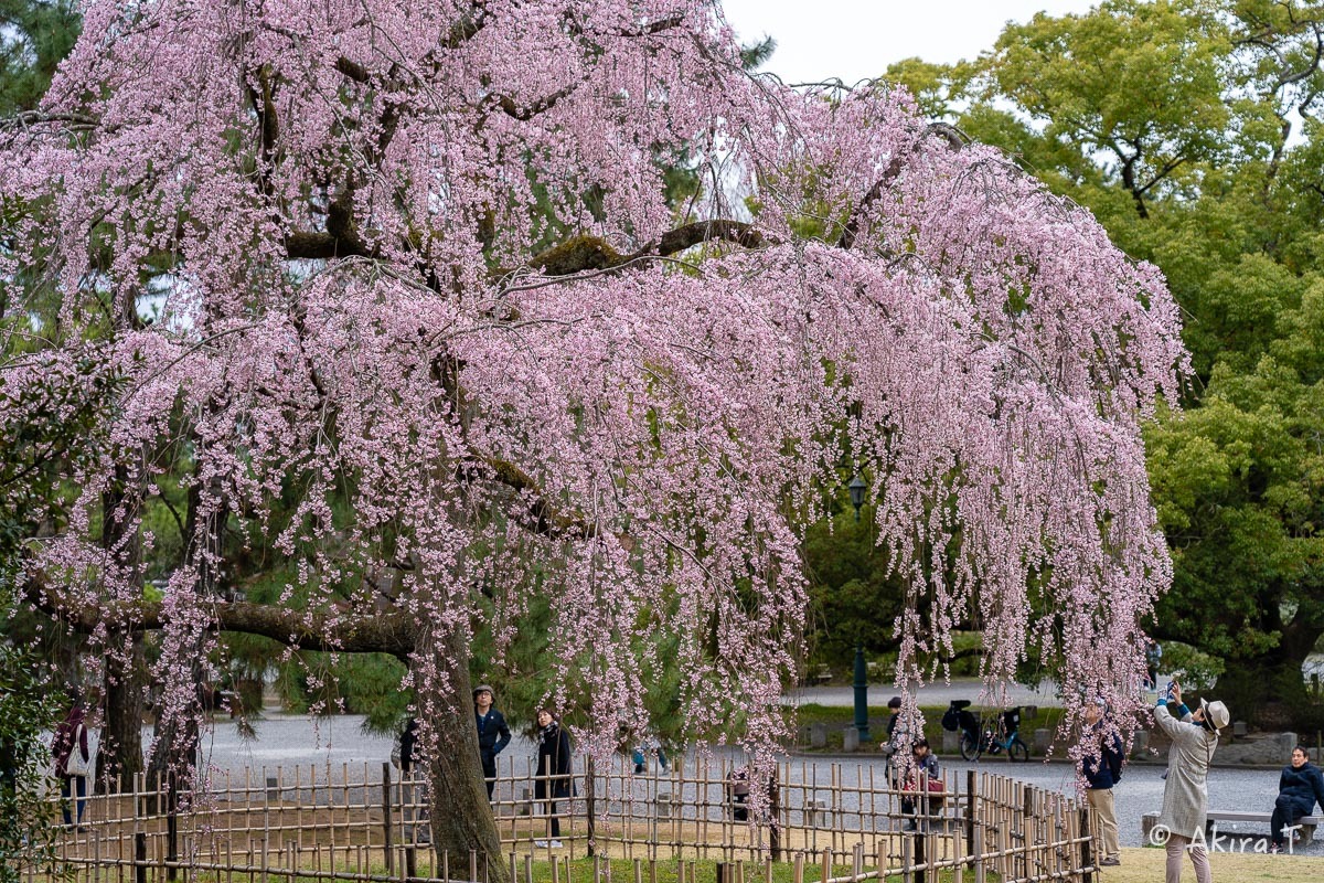 京都の桜 2019 〜3〜_f0152550_21585656.jpg