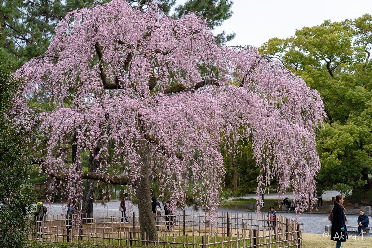 京都の桜 2019 〜3〜_f0152550_21590660.jpg