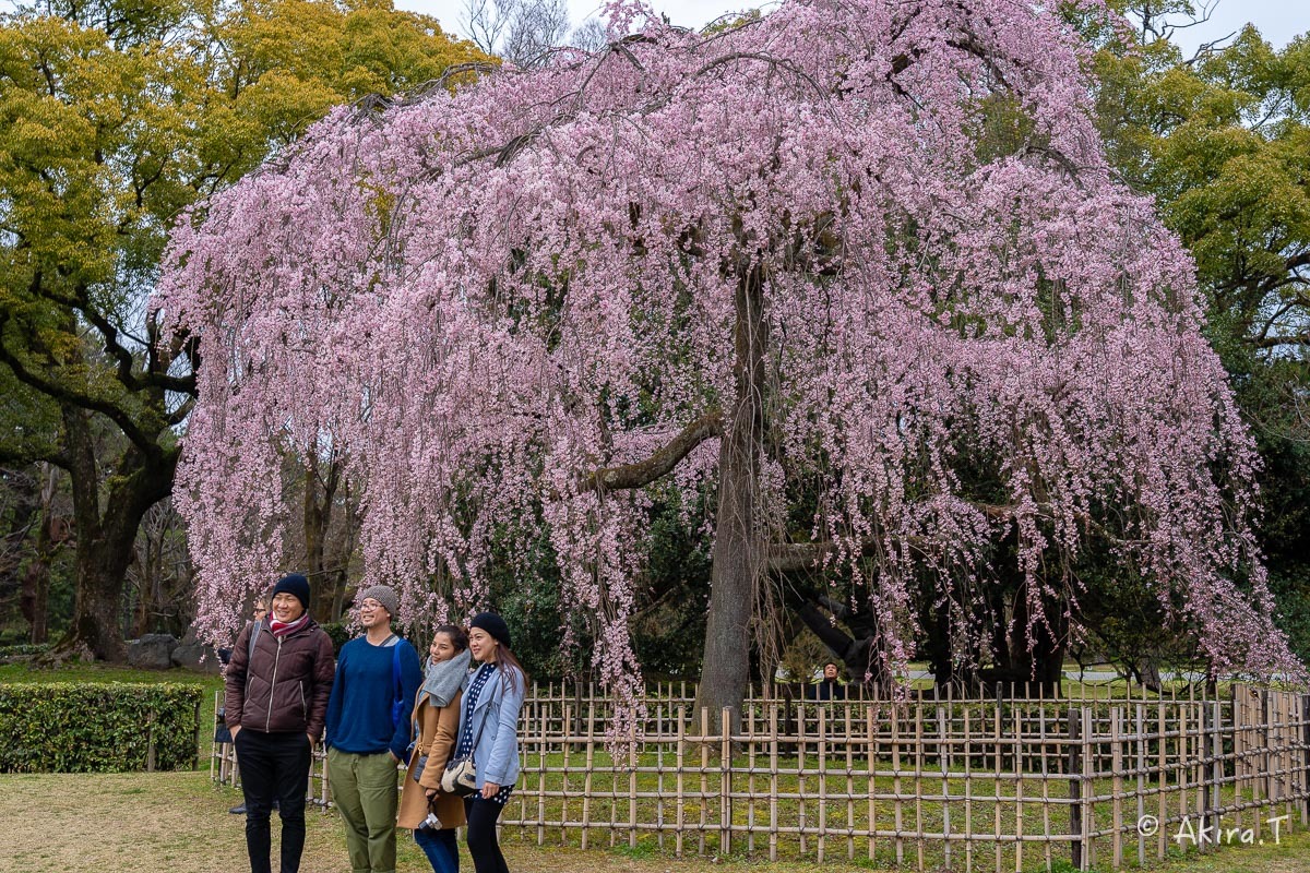 京都の桜 2019 〜3〜_f0152550_21591464.jpg