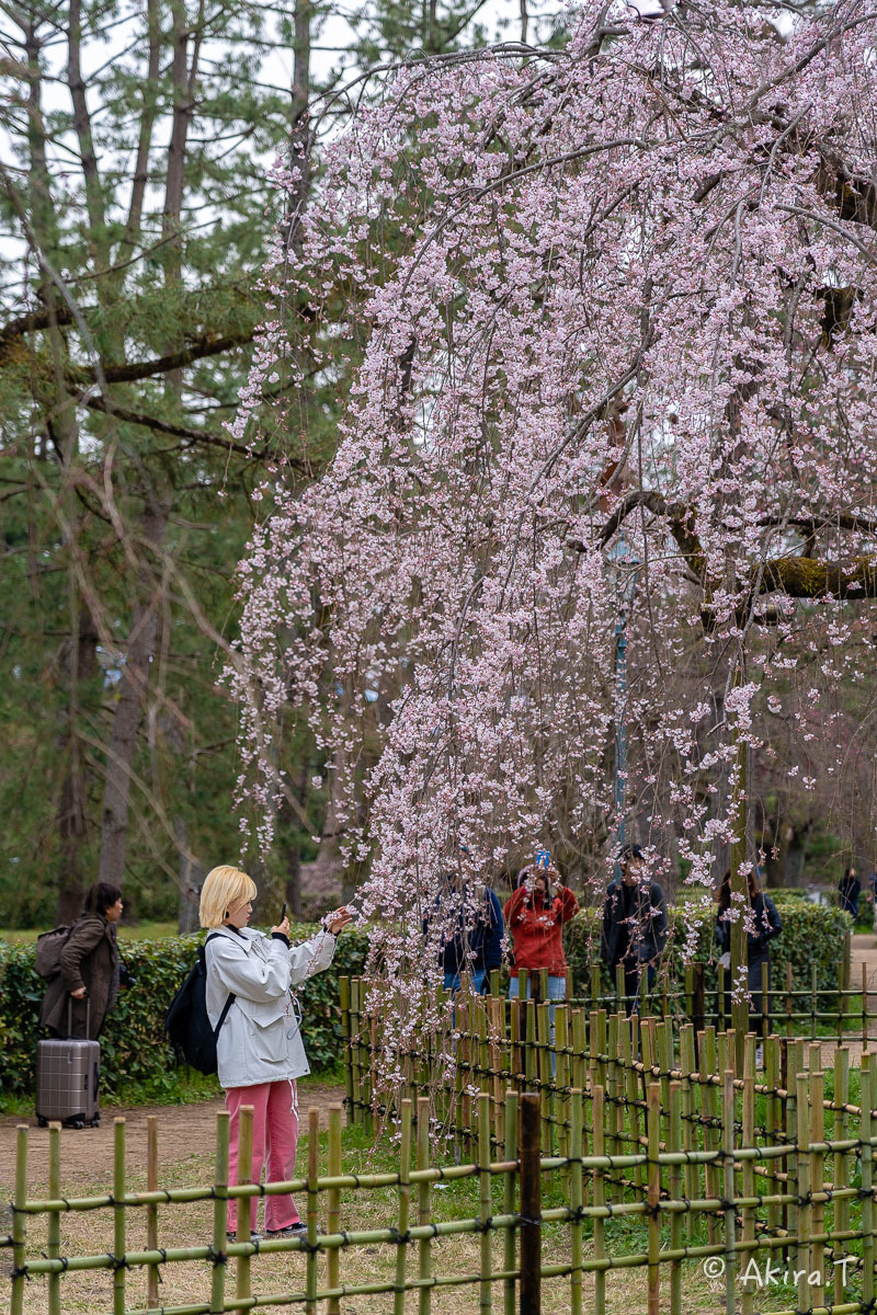 京都の桜 2019 〜3〜_f0152550_21592144.jpg
