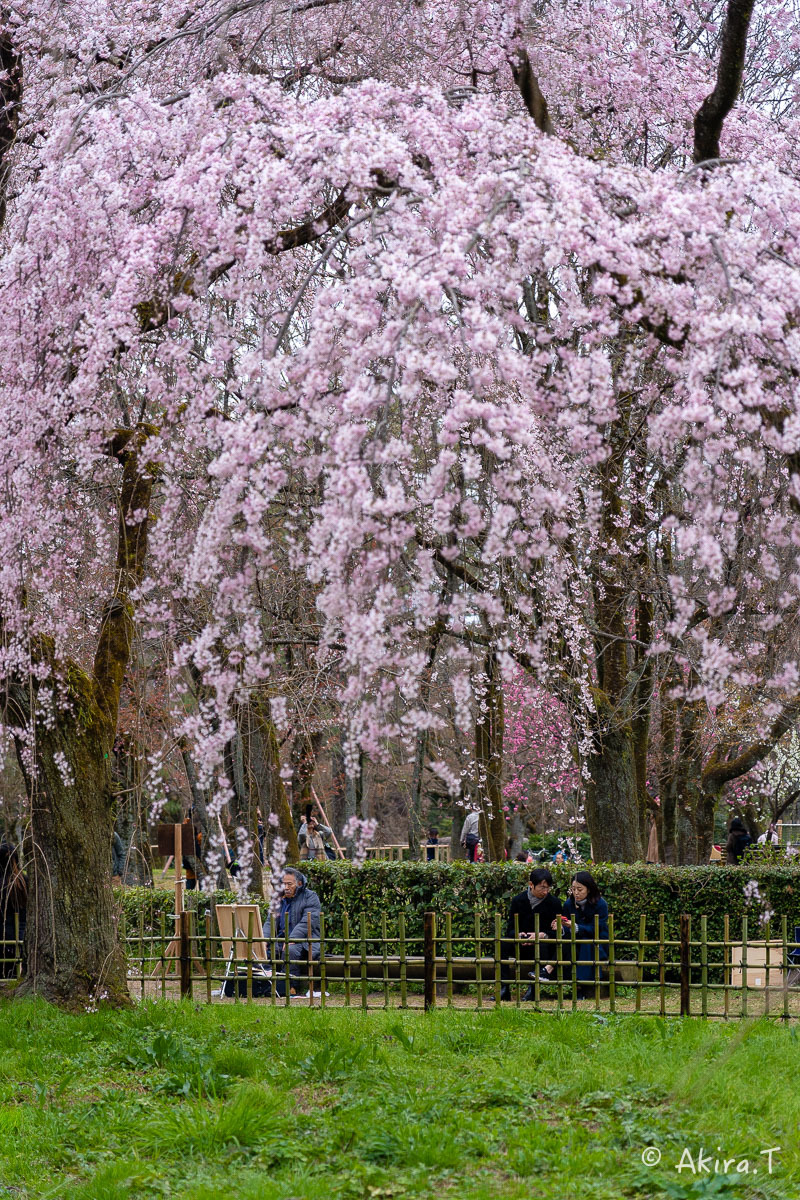 京都の桜 2019 〜3〜_f0152550_21592866.jpg