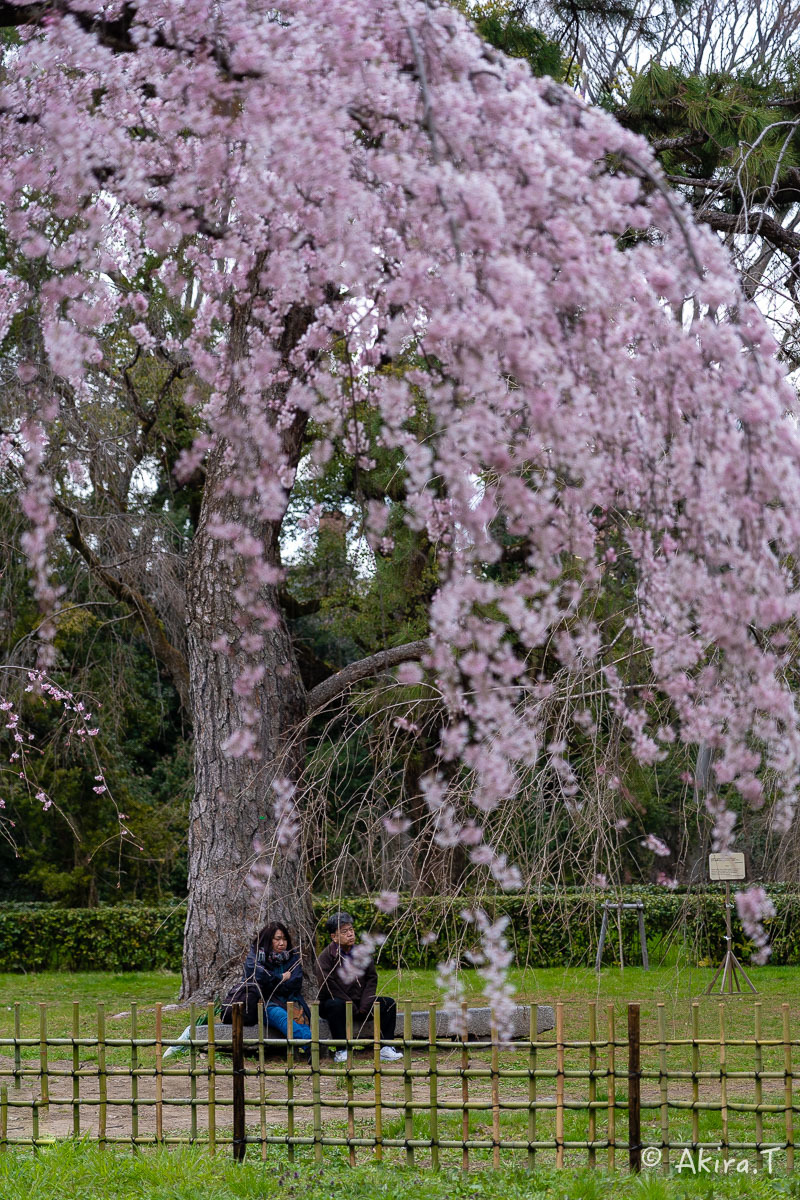 京都の桜 2019 〜3〜_f0152550_22004110.jpg