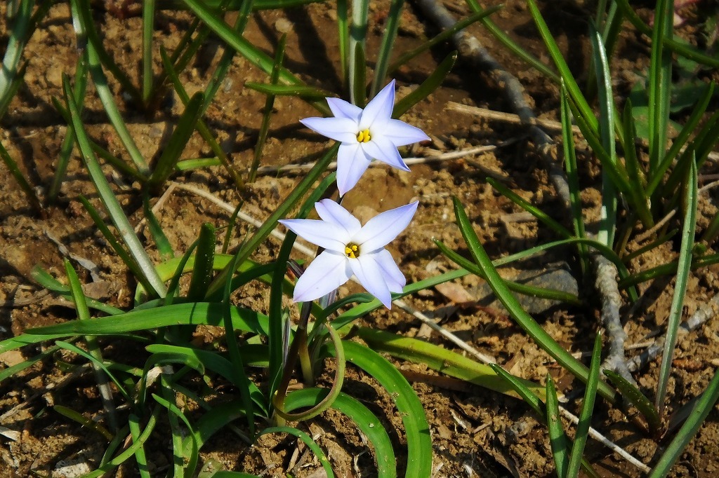 春の陽気、散歩で花を   ＜２＞_b0236251_15380762.jpg