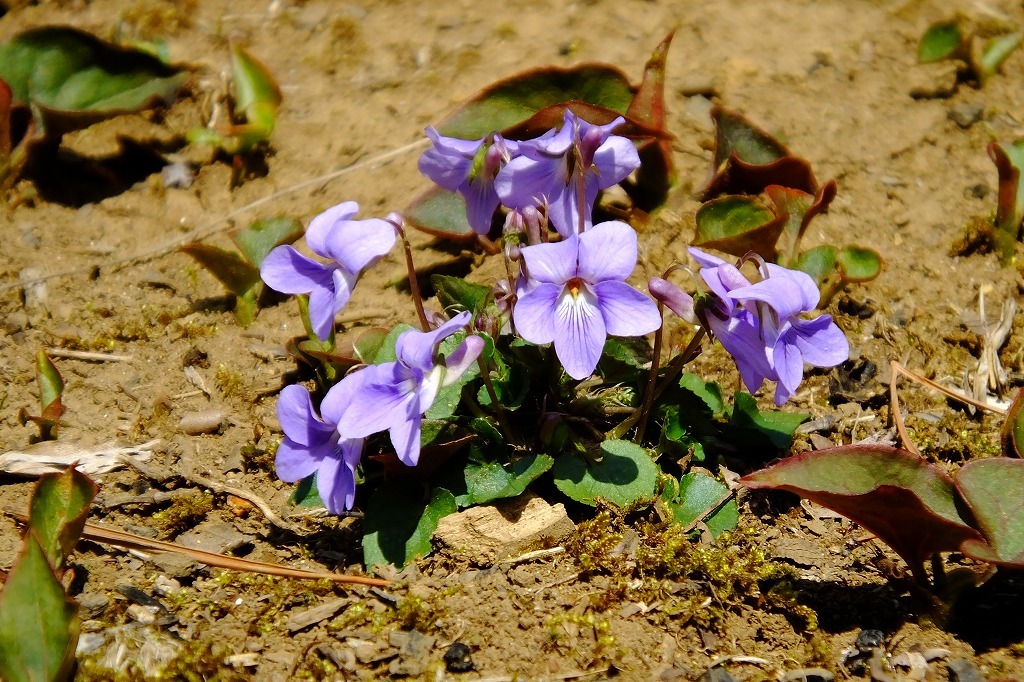 春の陽気、散歩で花を   ＜２＞_b0236251_15384799.jpg