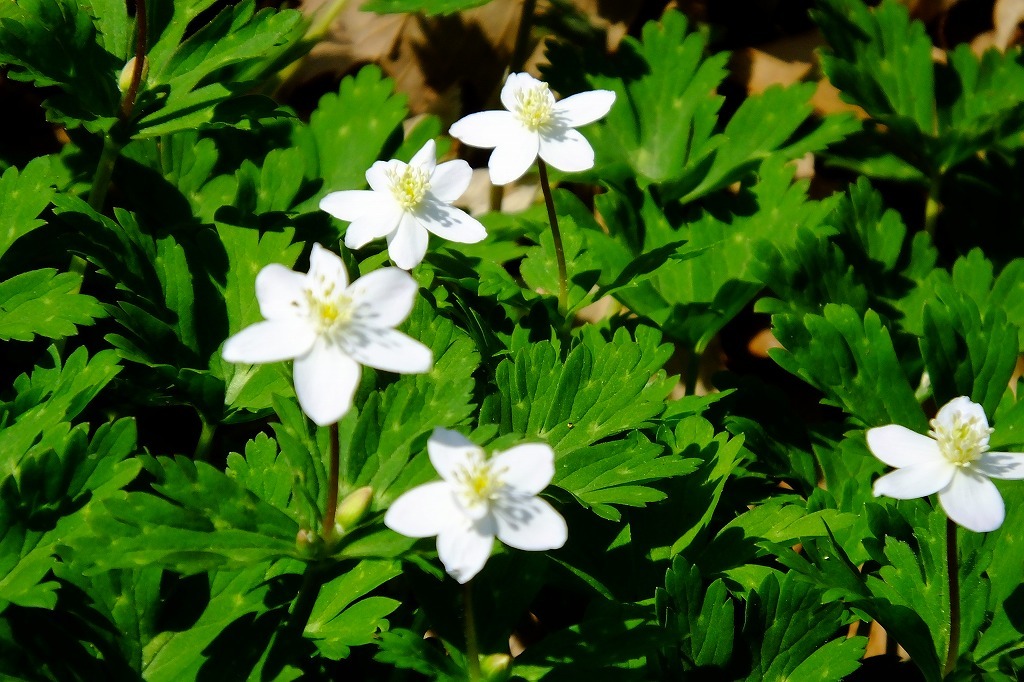 春の陽気、散歩で花を   ＜２＞_b0236251_15492223.jpg