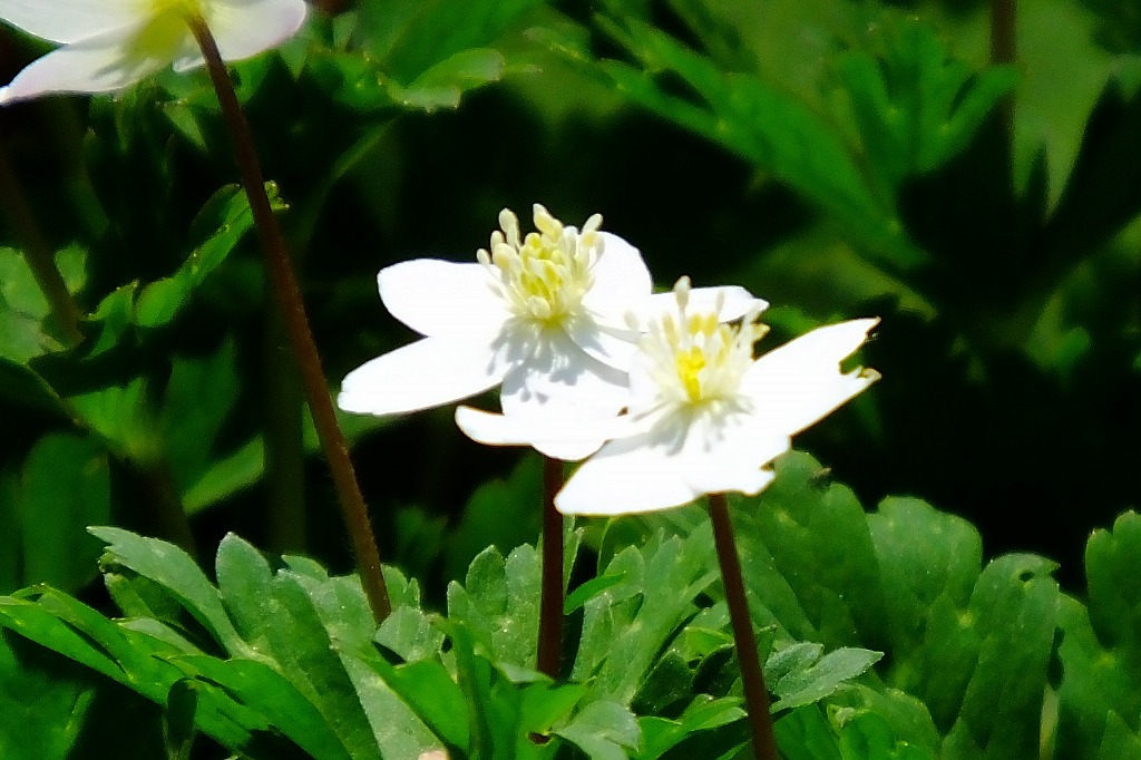 春の陽気、散歩で花を   ＜２＞_b0236251_15492621.jpg