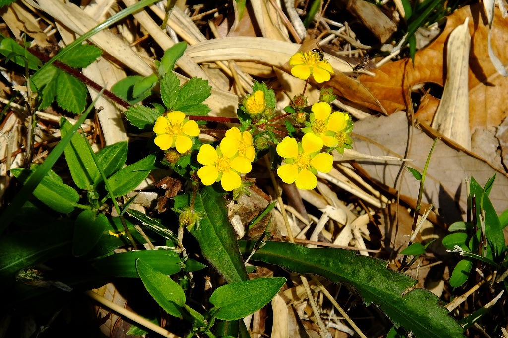 春の陽気、散歩で花を   ＜２＞_b0236251_15512975.jpg