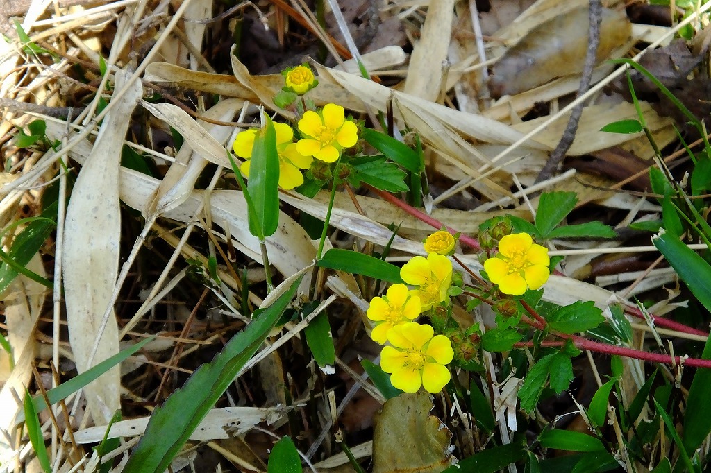 春の陽気、散歩で花を   ＜２＞_b0236251_15513385.jpg