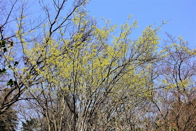 春の陽気、散歩で花を   ＜２＞_b0236251_15521542.jpg