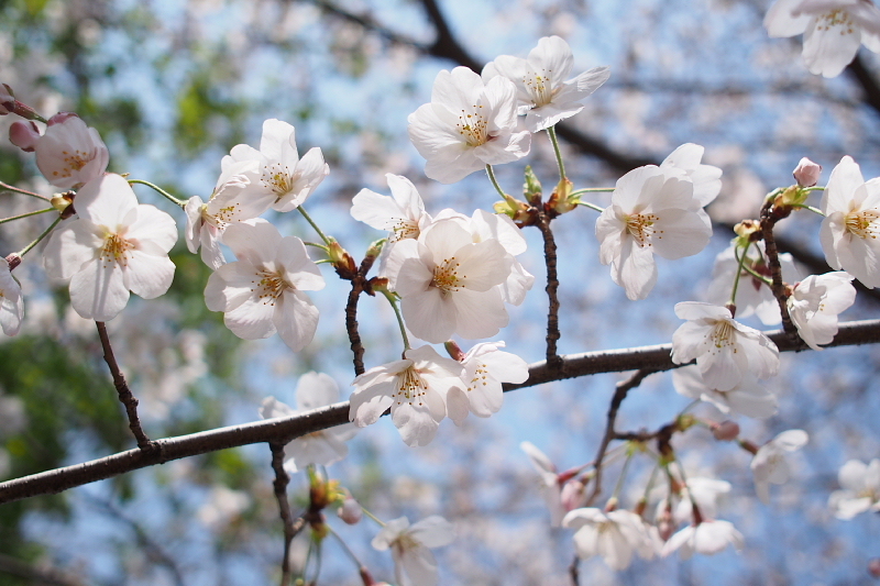 Photo 五部咲き桜と春の花々 By Sigma Dn 19mm F2 8 Artライン Samのlifeキャンプブログ Doors In Out Photo 五部咲き桜と春の花々 By Sigma Dn 19mm F2 8 Artライン Samのlifeキャンプブログ Doors In Out