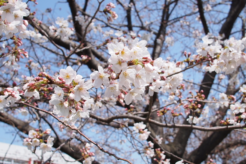 Photo 五部咲き桜と春の花々 By Sigma Dn 19mm F2 8 Artライン Samのlifeキャンプブログ Doors In Out Photo 五部咲き桜と春の花々 By Sigma Dn 19mm F2 8 Artライン Samのlifeキャンプブログ Doors In Out