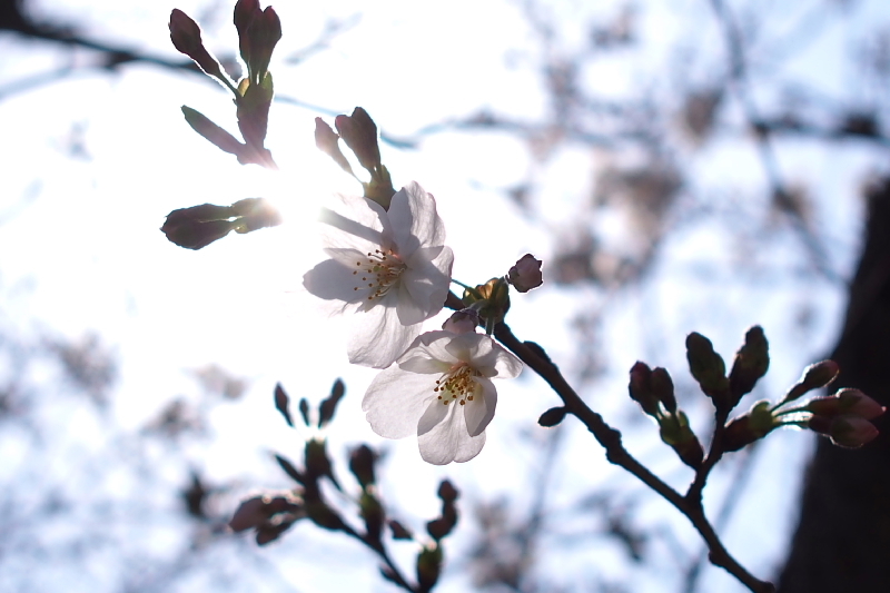 Photo 五部咲き桜と春の花々 By Sigma Dn 19mm F2 8 Artライン Samのlifeキャンプブログ Doors In Out Photo 五部咲き桜と春の花々 By Sigma Dn 19mm F2 8 Artライン Samのlifeキャンプブログ Doors In Out