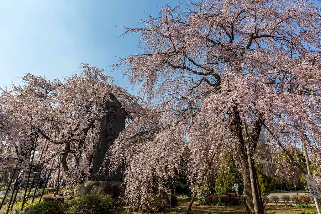 東郷寺の枝垂桜_f0044056_13362043.jpg