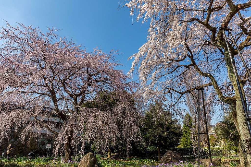 東郷寺の枝垂桜_f0044056_13364431.jpg