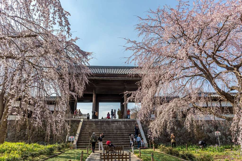 東郷寺の枝垂桜_f0044056_13370408.jpg