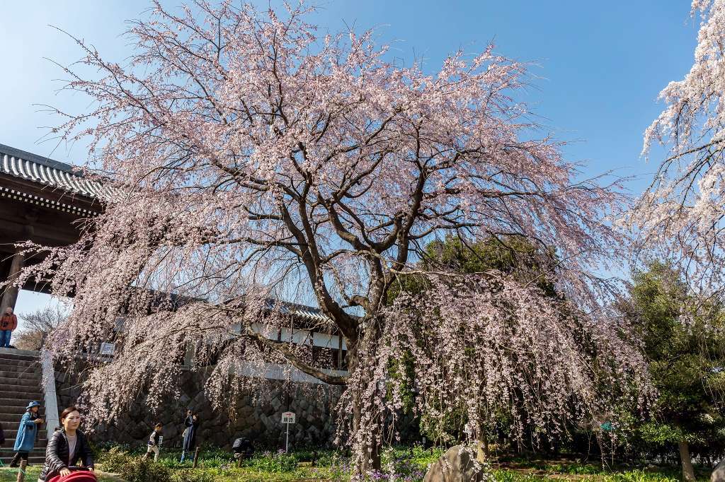 東郷寺の枝垂桜_f0044056_13372342.jpg