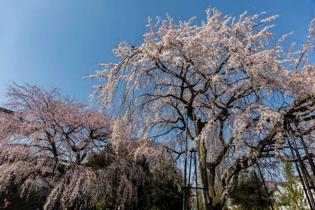 東郷寺の枝垂桜_f0044056_13384946.jpg