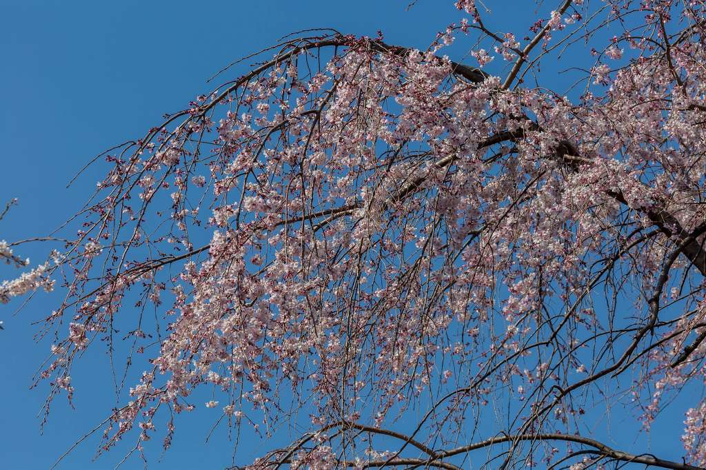 東郷寺の枝垂桜_f0044056_13390955.jpg