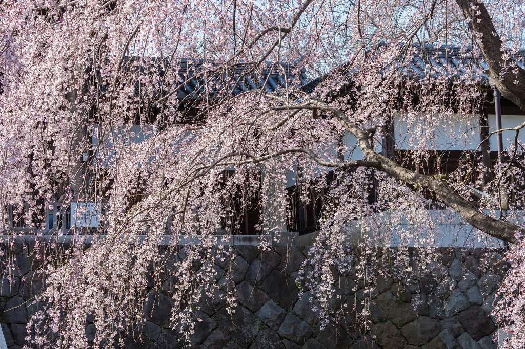 東郷寺の枝垂桜_f0044056_13392759.jpg