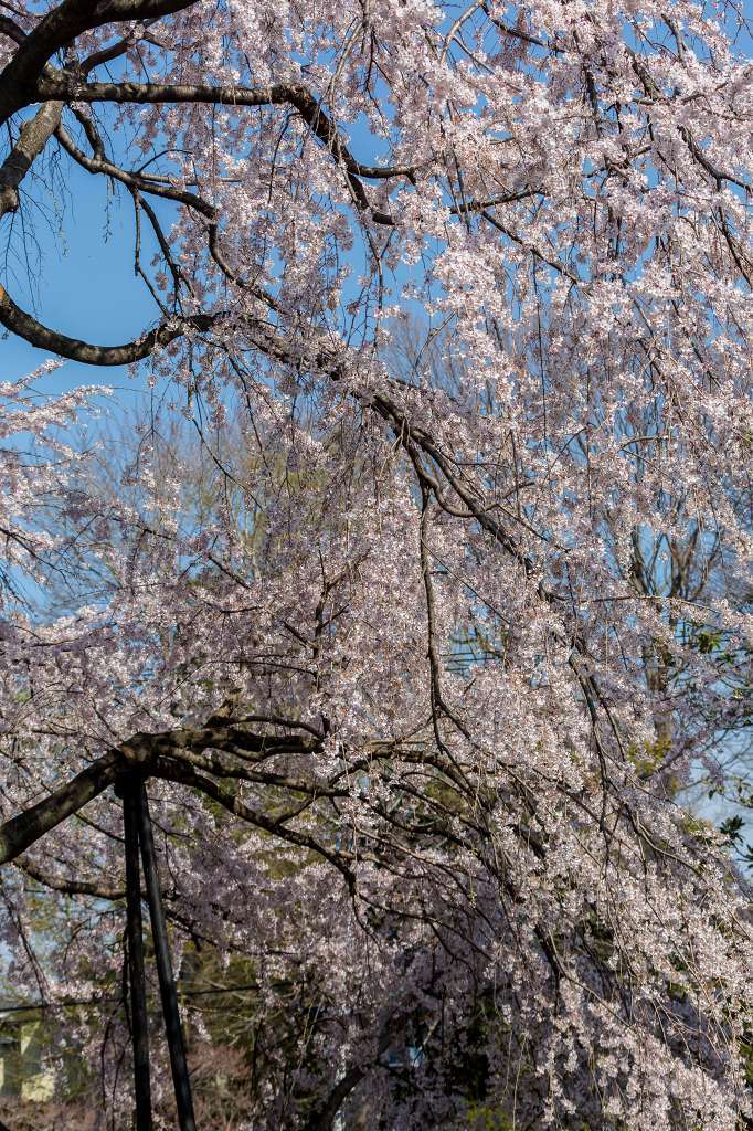 東郷寺の枝垂桜_f0044056_13394653.jpg