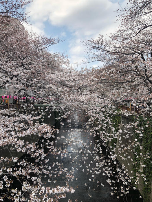 中目黒の目黒川お花見〜代官山ランチ♪_d0152261_21322406.jpg