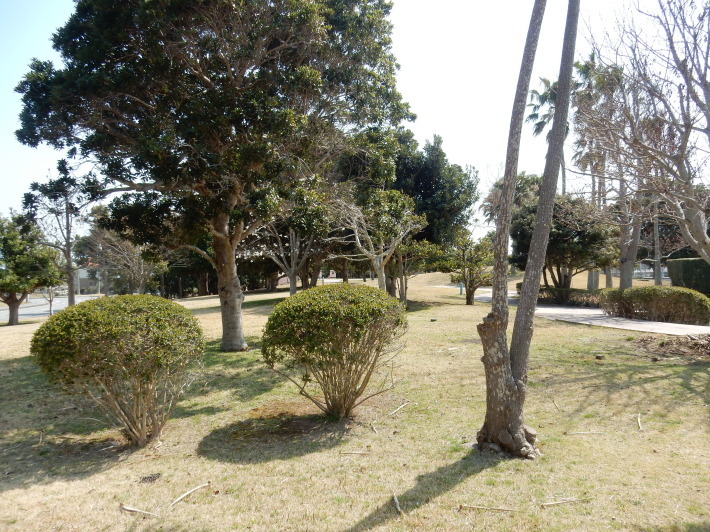 ’19,3,28(木)「憩いの公園」も3分咲きだけど花冷え!_f0060461_10392161.jpg