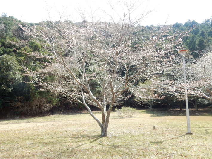 ’19,3,28(木)「憩いの公園」も3分咲きだけど花冷え!_f0060461_10564299.jpg