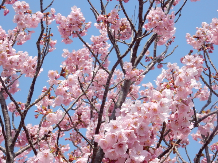 ’19,3,28(木)「憩いの公園」も3分咲きだけど花冷え!_f0060461_11003253.jpg