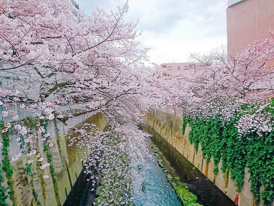 キムパッ持ってお花見へ_b0060363_22434638.jpeg