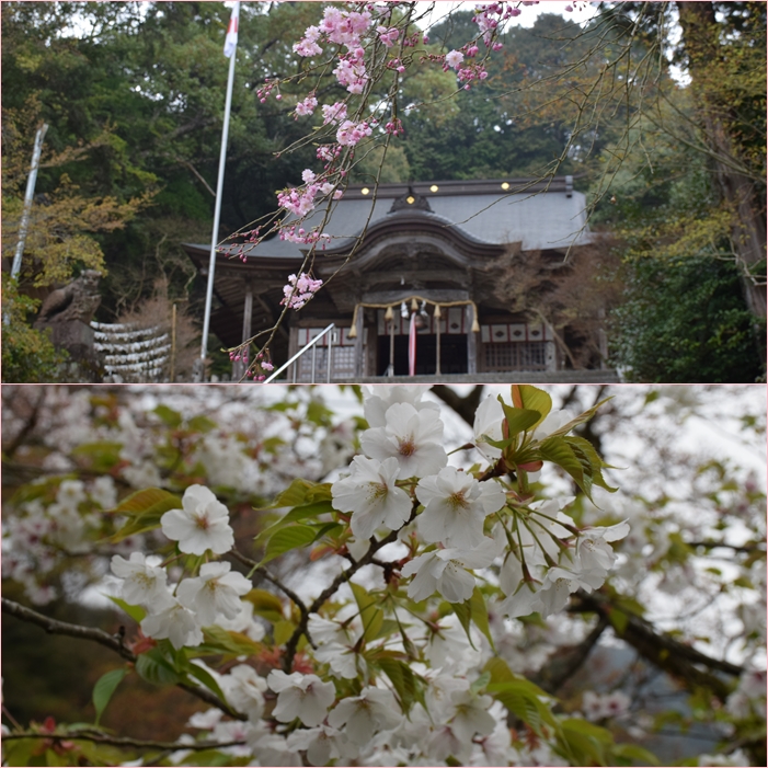 佐賀県と天拝山の花見＆史跡周遊。_f0016066_4183286.jpg