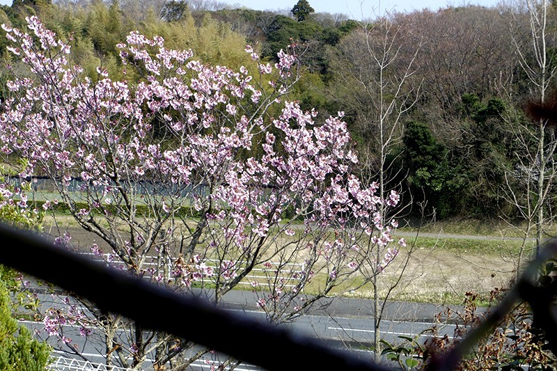 室内からサクラ撮影_f0214467_09345590.jpg