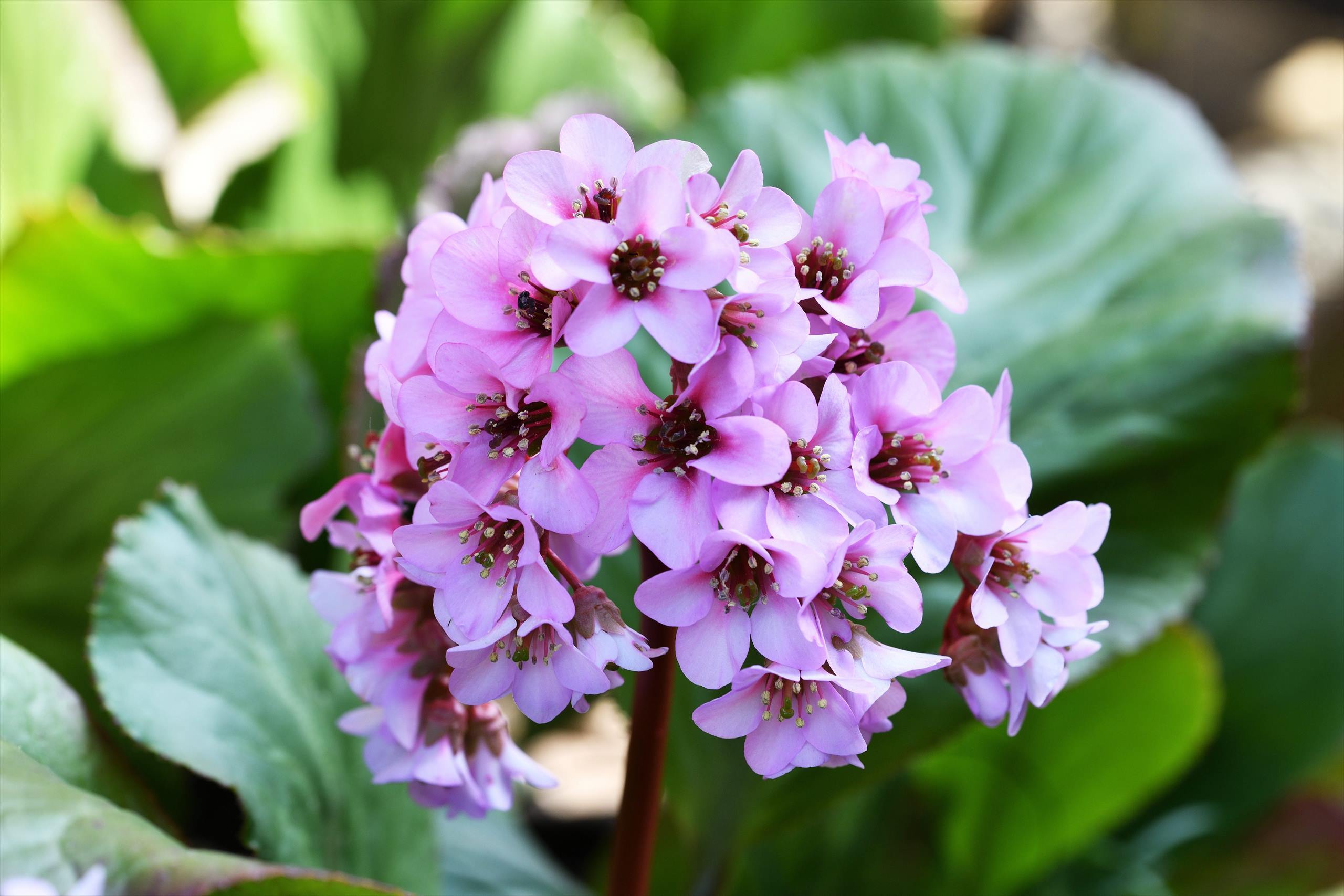 高尾方面の花 スミレの花鑑賞 野の花山の花ウォッチング In 奥多摩