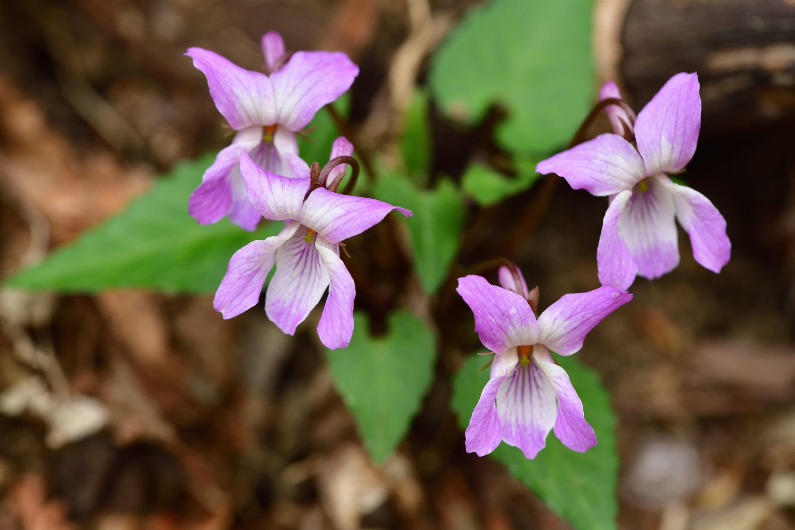高尾方面の花 スミレの花鑑賞 野の花山の花ウォッチング In 奥多摩
