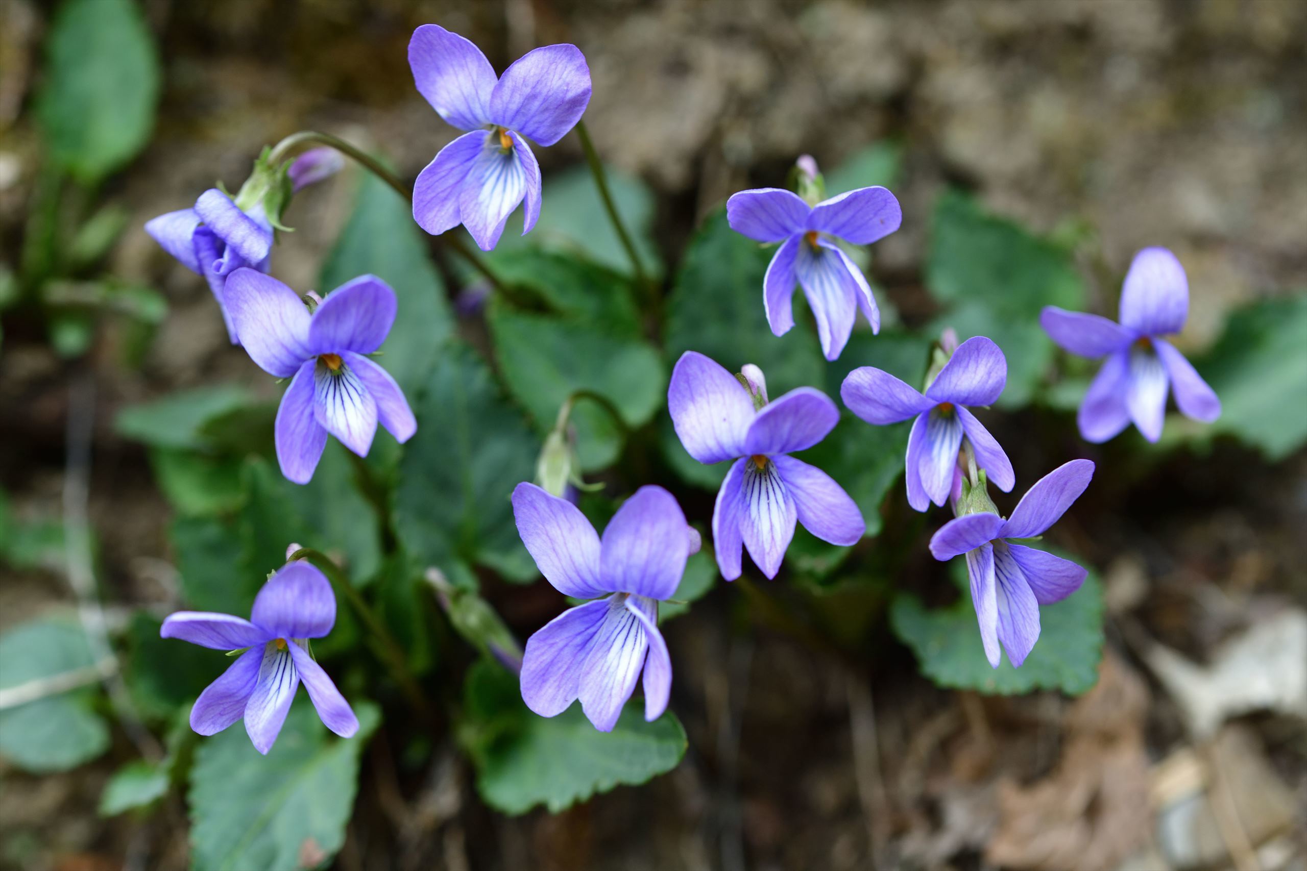 高尾方面の花 スミレの花鑑賞 野の花山の花ウォッチング In 奥多摩