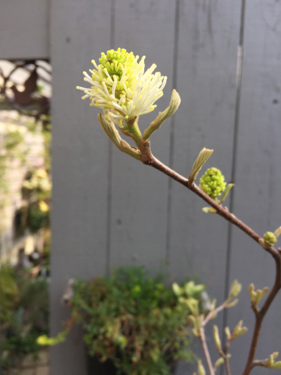 クレマチス ビエネッタ が咲き始めました ｌupinus ｇarden Botaniの庭より