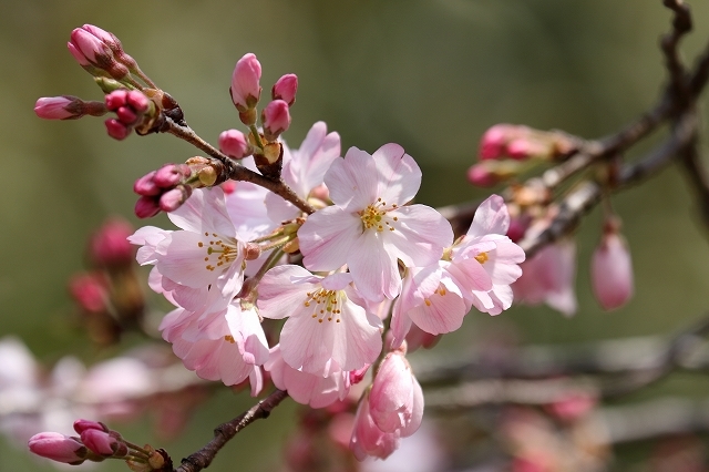 桜 神代曙 じんだいあけぼの 旅プラスの日記