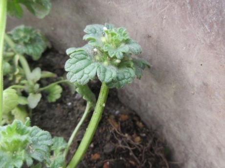 白花仏の座・残雪守門岳・ほか_a0203003_21134283.jpg