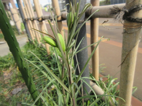 白花仏の座・残雪守門岳・ほか_a0203003_21135897.jpg