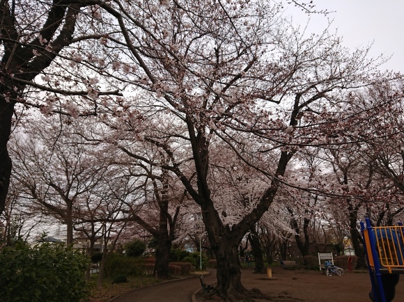 2019東京の桜_b0042308_01384686.jpg