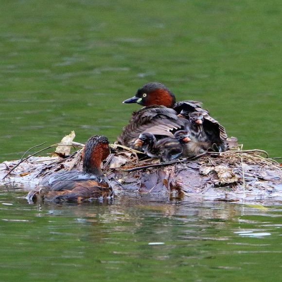 生後9日目のカイツブリ　　　ＹＳＩ_d0346713_20191608.jpg