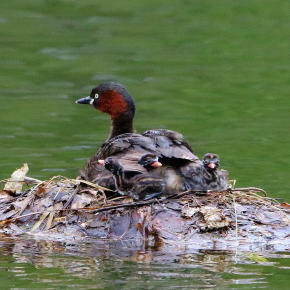 生後9日目のカイツブリ　　　ＹＳＩ_d0346713_20192564.jpg