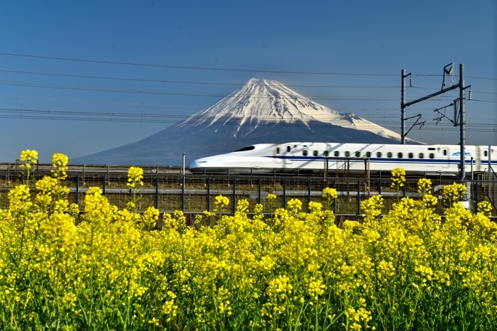 菜の花と新幹線_b0369916_12370053.jpg