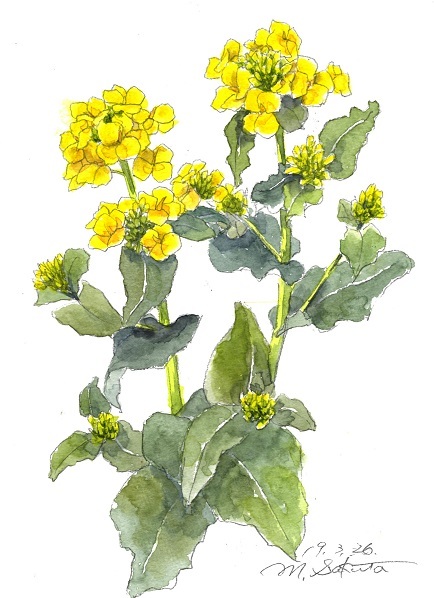 小松菜の花 絵日記