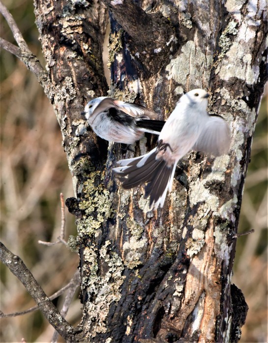 北の森から野鳥便り_d0098721_16543938.jpg